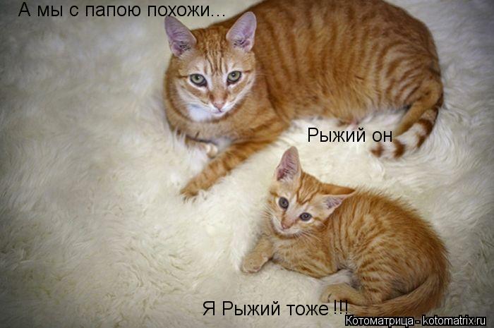 А мы с папою похожи... Рыжий он Я Рыжий тоже !!!... Котоматрица: А мы с папою похожи... Рыжий он Я Рыжий тоже !!!