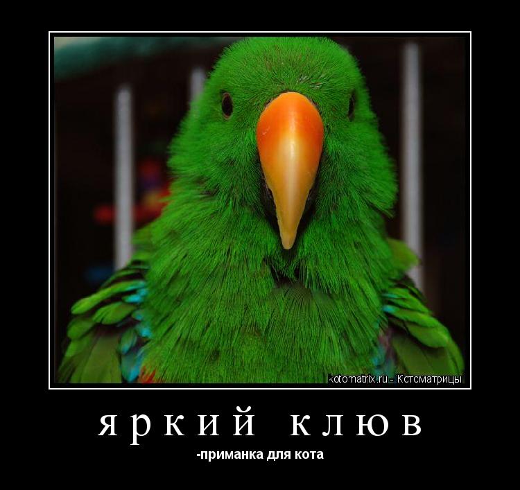 яркий клюв -приманка для кота... Котоматрица: яркий клюв -приманка для кота