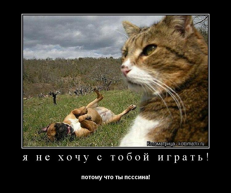 Котоматрица: я не хочу с тобой играть! потому что ты псссина!