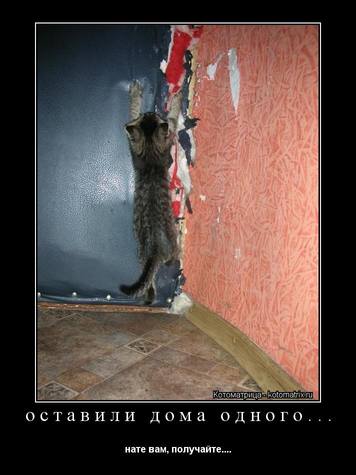 Котоматрица: оставили дома одного... нате вам, получайте....