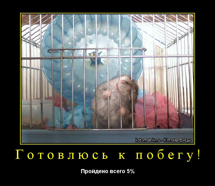 Котоматрица: Готовлюсь к побегу! Пройдено всего 5%