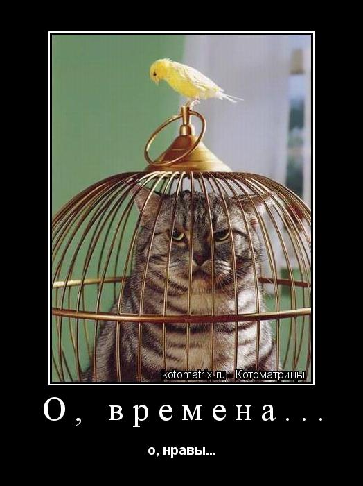 Котоматрица: О, времена... о, нравы...
