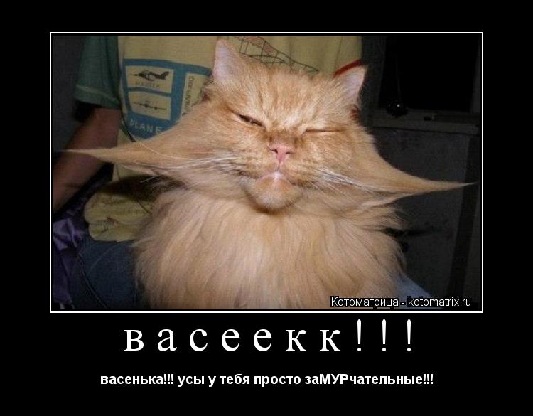 Котоматрица: васеекк!!! васенька!!! усы у тебя просто заМУРчательные!!!