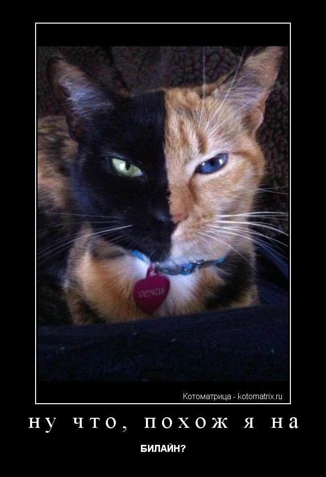 Котоматрица: ну что, похож я на БИЛАЙН?