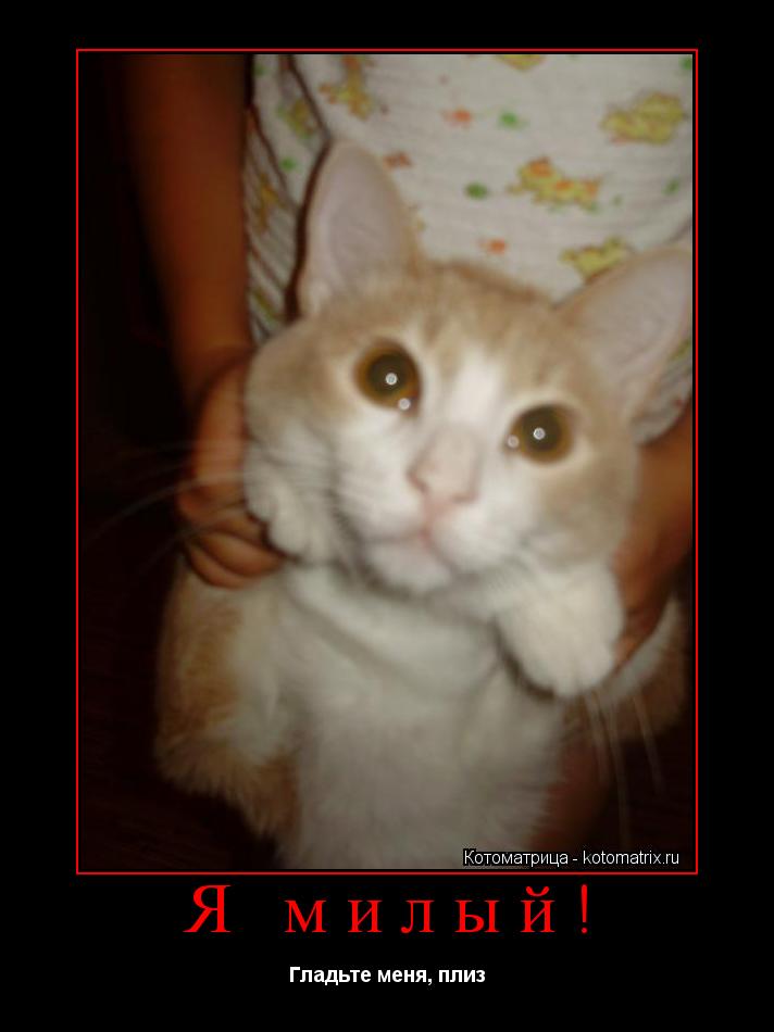 Котоматрица: Я милый! Гладьте меня, плиз