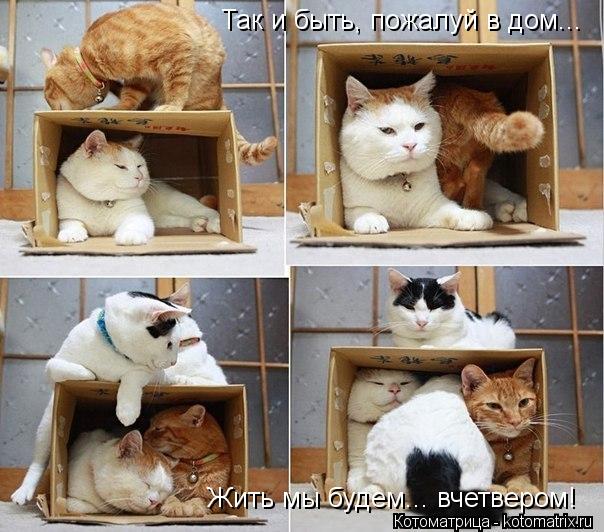 Так и быть, пожалуй в дом... Жить мы будем... вчетвером!... Котоматрица: Так и быть, пожалуй в дом... Жить мы будем... вчетвером!