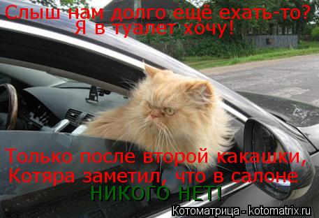 Котоматрица: Слыш нам долго ещё ехать-то? Я в туалет хочу! Котяра заметил, что в салоне Только после второй какашки, НИКОГО НЕТ!