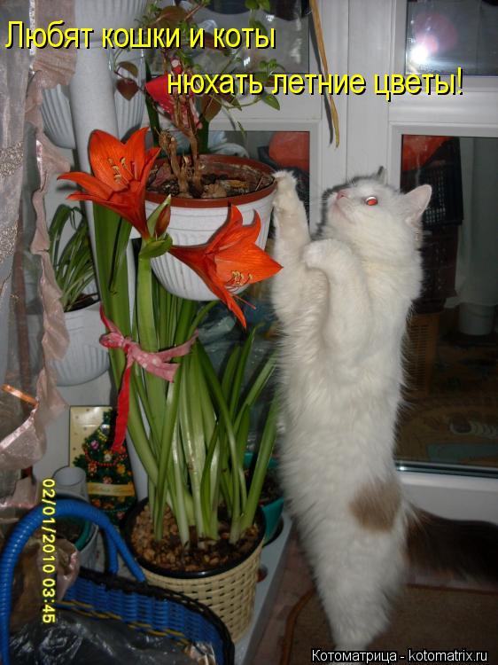 Котоматрица: Любят кошки и коты нюхать летние цветы!