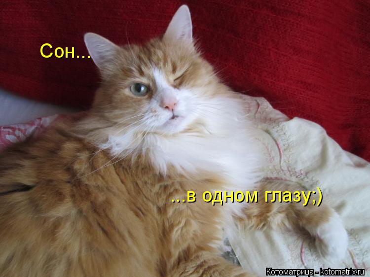 Котоматрица: Сон. .. .. ...в одном глазу;)