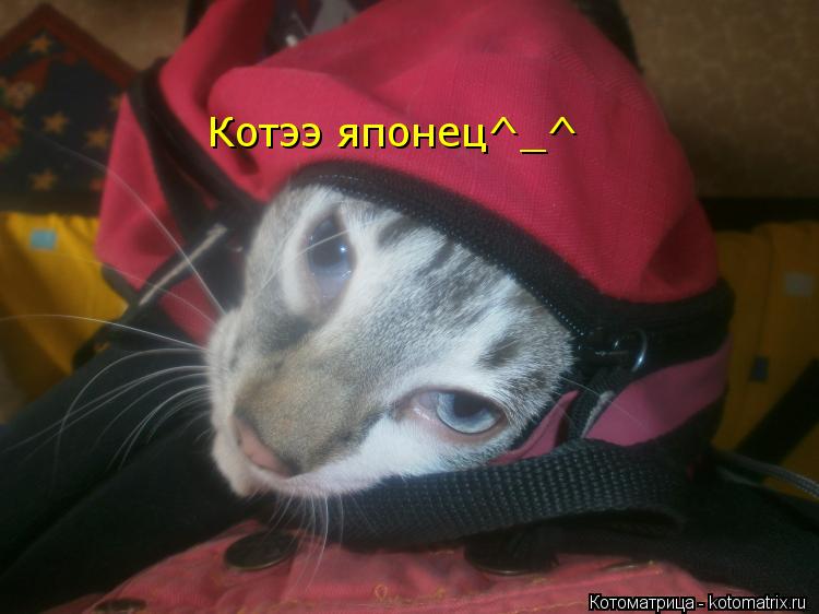 Котээ японец^_^... Котоматрица: Котээ японец^_^