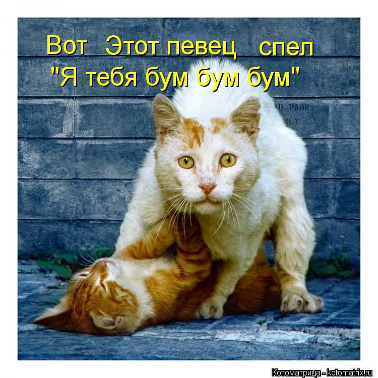 Котоматрица: Вот Этот певец спел "Я тебя бум бум бум"