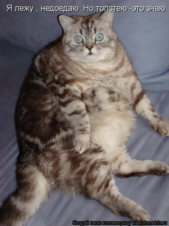 Я лежу , недоедаю .Но,толстею -это знаю.... Котоматрица: Я лежу , недоедаю .Но,толстею -это знаю.