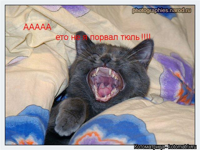 Котоматрица: ААААА ето не я порвал тюль !!!!