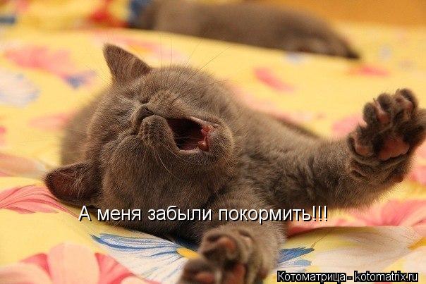 Котоматрица: А меня забыли покормить!!!