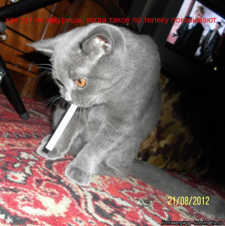 Котоматрица: как тут не закуришь, когда такое по телеку показывают...