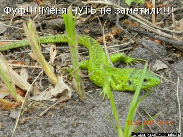 Котоматрица: Фуф!!!!Меня ЧУТЬ не заметили!!!