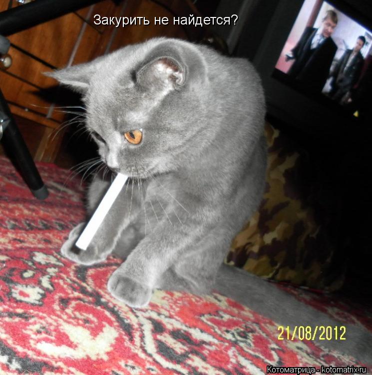 Закурить не найдется?... Котоматрица: Закурить не найдется?