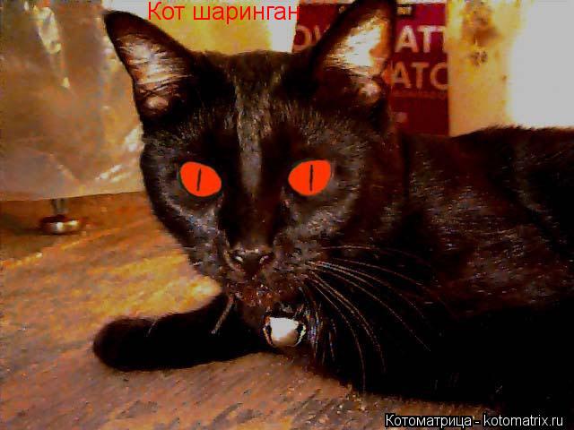 Котоматрица: Кот шаринган