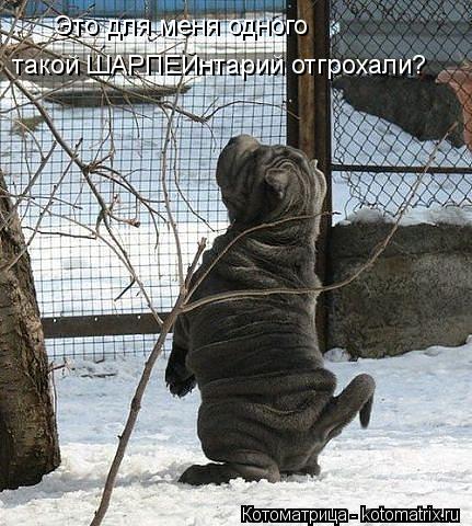 Котоматрица: Это для меня одного  такой ШАРПЕЙнтарий отгрохали?