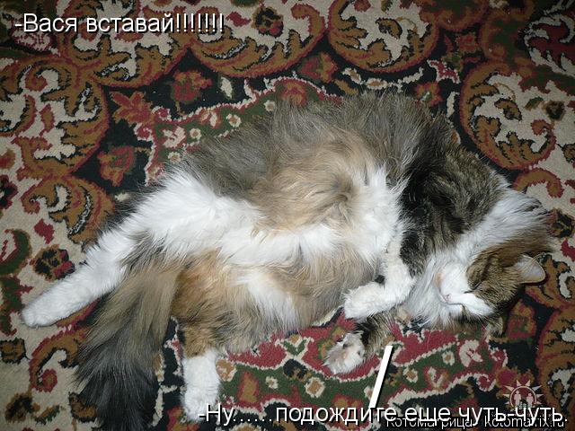 -Вася вставай!!!!!!! -Ну......подождите еще чуть-чуть. /... Котоматрица: -Вася вставай!!!!!!! -Ну......подождите еще чуть-чуть. /
