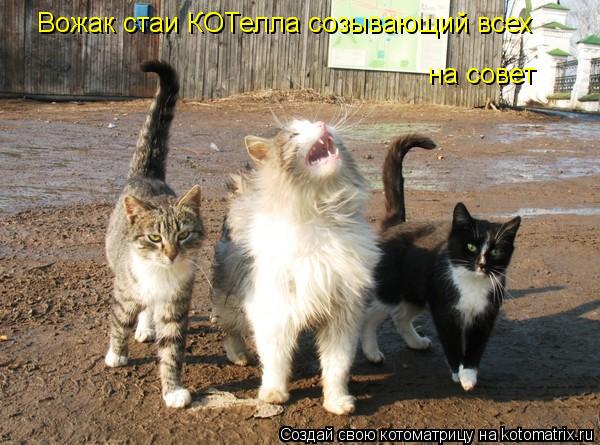 Вожак стаи КОТелла созывающий всех на совет... Котоматрица: Вожак стаи КОТелла созывающий всех на совет