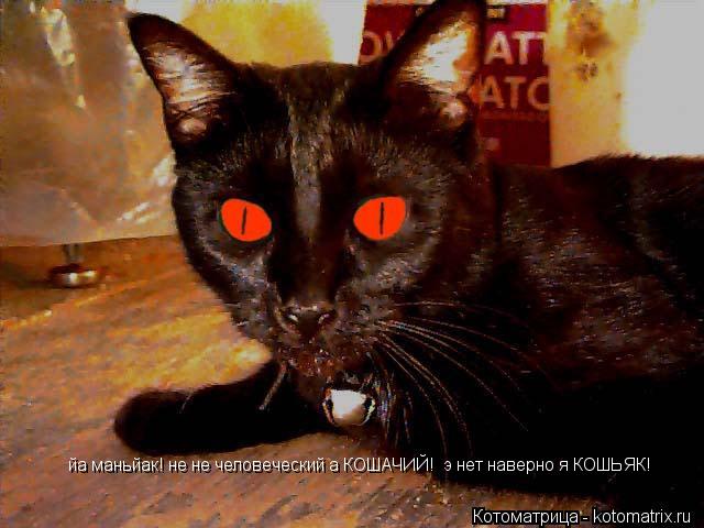 Котоматрица: йа маньйак! не не человеческий а КОШАЧИЙ! йа маньйак! не не человеческий а КОШАЧИЙ!  э нет наверно я КОШЬЯК! йа маньйак! не не человеческий а К