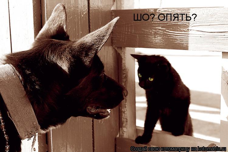 Котоматрица: ШО? ОПЯТЬ?