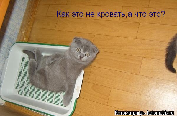 Как это не кровать,а что это?... Котоматрица: Как это не кровать,а что это?