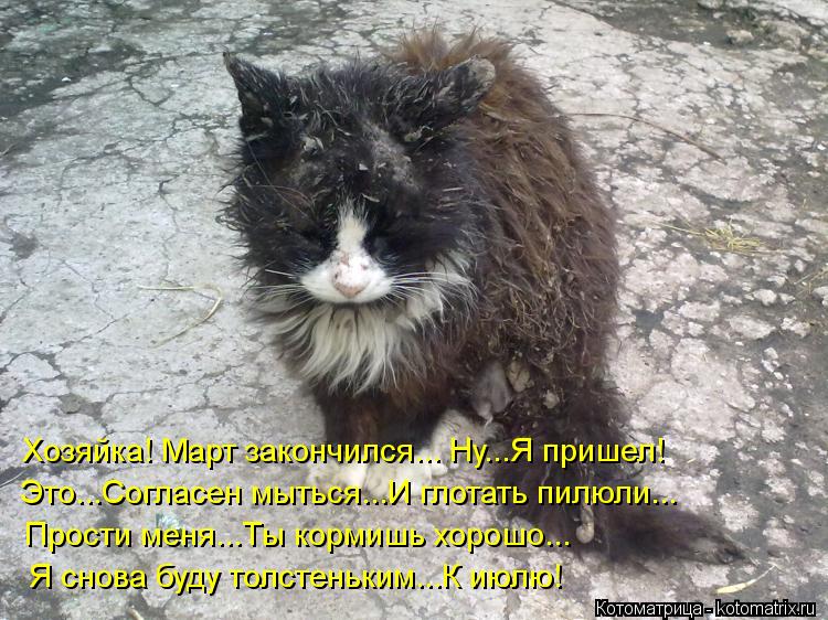 Котоматрица: Хозяйка! Март закончился... Ну...Я пришел! Это...Согласен мыться...И глотать пилюли... Прости меня...Ты кормишь хорошо... Я снова буду толстеньким..