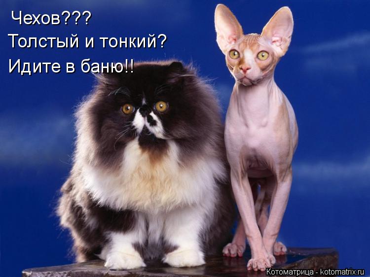 Котоматрица: Чехов??? Толстый и тонкий? Идите в баню!!