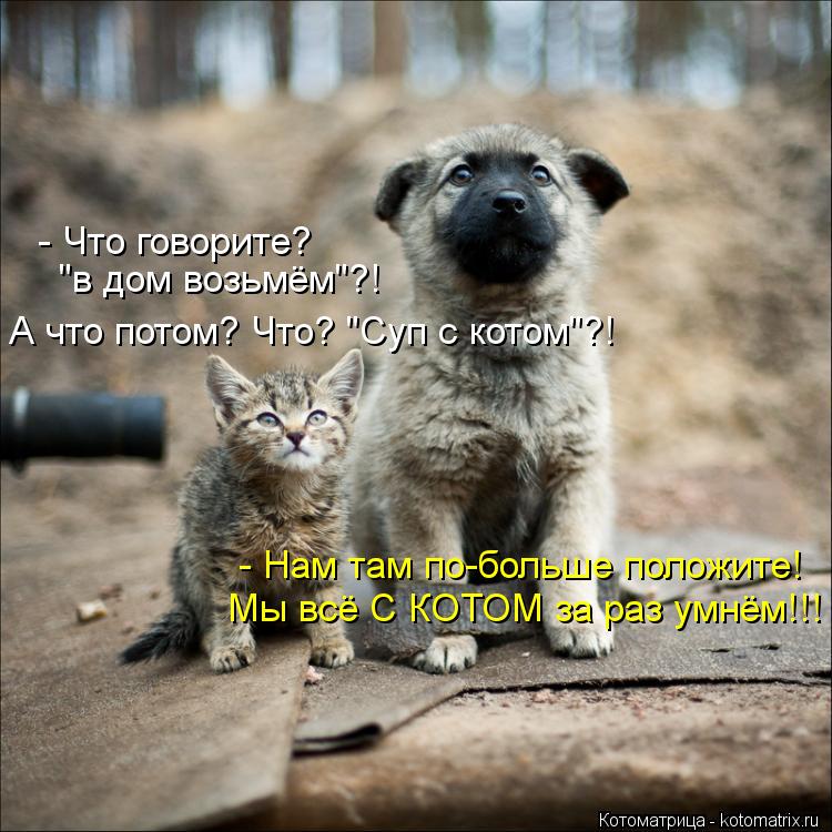 Котоматрица: - Что говорите? "в дом возьмём"?! А что потом? Что? "Суп с котом"?! Мы всё С КОТОМ за раз умнём!!! - Нам там по-больше положите!