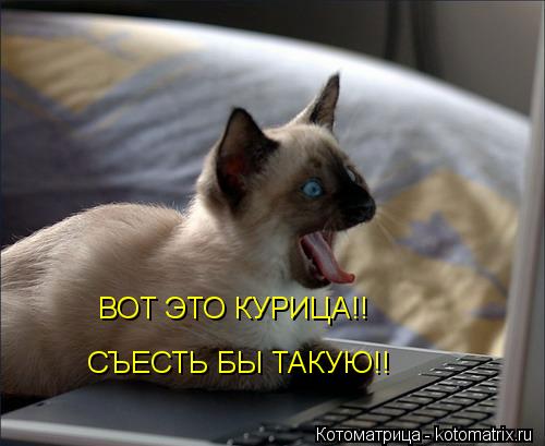 Котоматрица: ВОТ ЭТО КУРИЦА!! СЪЕСТЬ БЫ ТАКУЮ!!