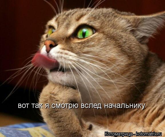 Котоматрица: вот так я смотрю вслед начальнику