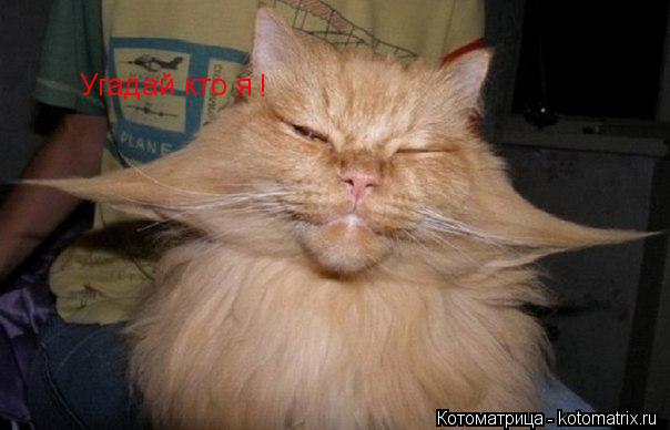 Котоматрица: Угадай кто я !