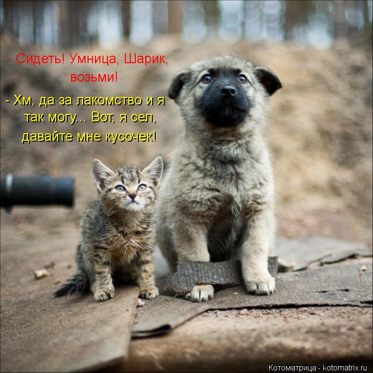 Котоматрица: - Сидеть! Умница, Шарик, возьми! - Хм, да за лакомство и я так могу... Вот, я сел, давайте мне кусочек!