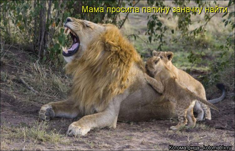 Котоматрица: Мама просила папину заначку найти.