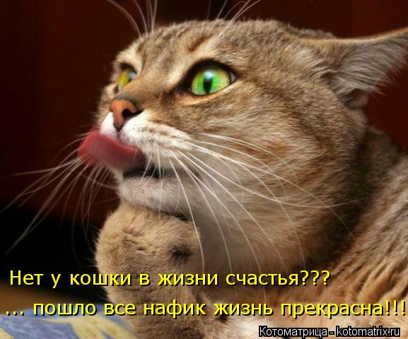 Котоматрица: Нет у кошки в жизни счастья??? ... пошло все нафик жизнь прекрасна!!!
