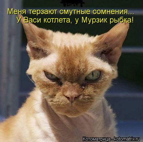 Котоматрица: Меня терзают смутные сомнения... У Васи котлета, у Мурзик рыбка!