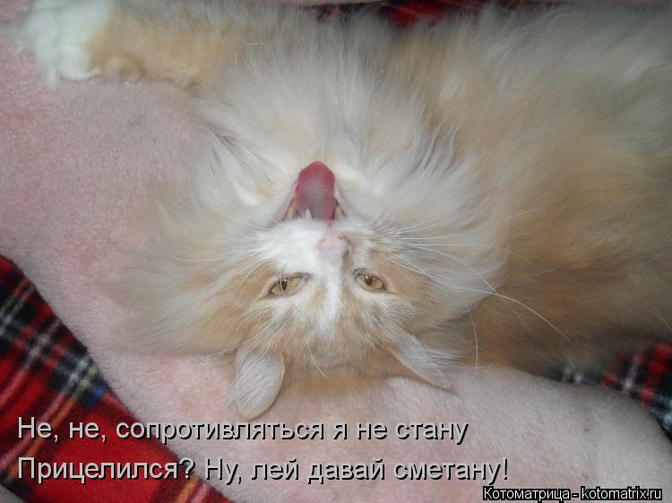Не, не, сопротивляться я не стану Прицелился? Ну, лей давай сметану!... Котоматрица: Не, не, сопротивляться я не стану Прицелился? Ну, лей давай сметану!