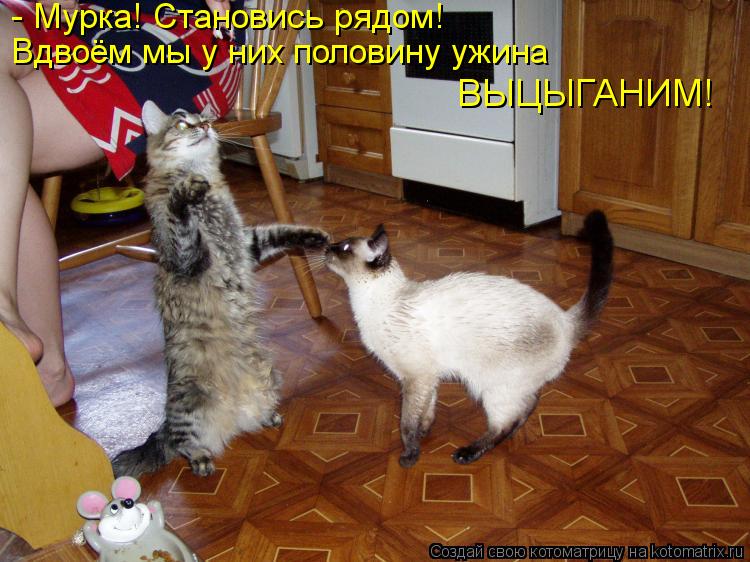 Котоматрица: - Мурка! Становись рядом! Вдвоём мы у них половину ужина  ВЫЦЫГАНИМ!