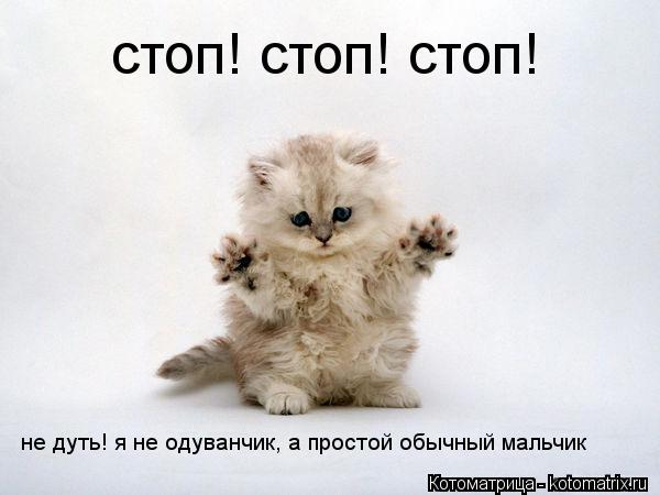 Котоматрица: стоп! стоп! стоп! не дуть! я не одуванчик, а простой обычный мальчик