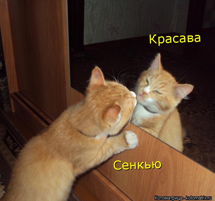 Котоматрица: Красава Сенкью