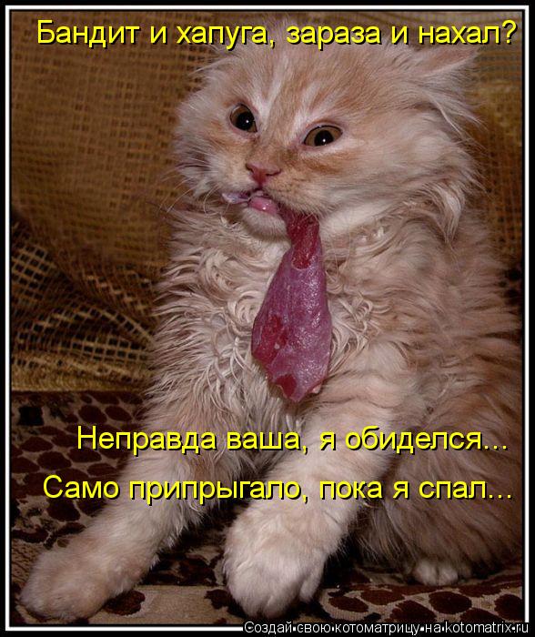Котоматрица: Бандит и хапуга, зараза и нахал? Неправда ваша, я обиделся... Само припрыгало, пока я спал...