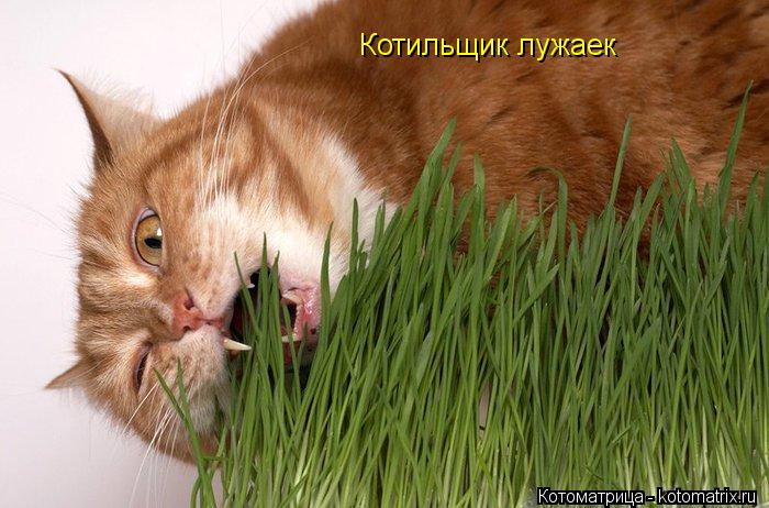 Котоматрица: Котильщик лужаек