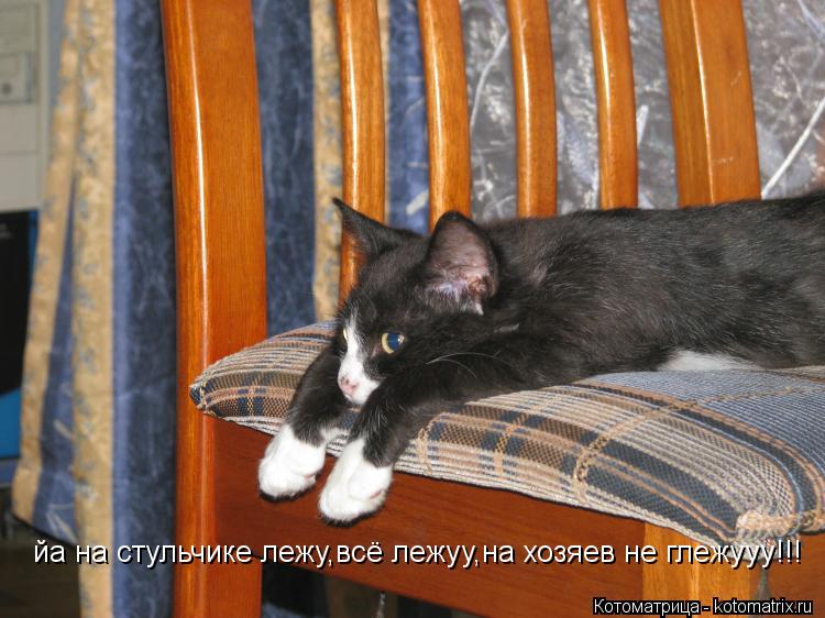 Котоматрица: йа на стульчике лежу, и ушами шевелю, только йа,всё лежуу,на хозяев не глежууу!!! йа на стульчике лежу,всё лежуу,на хозяев не глежууу!!!