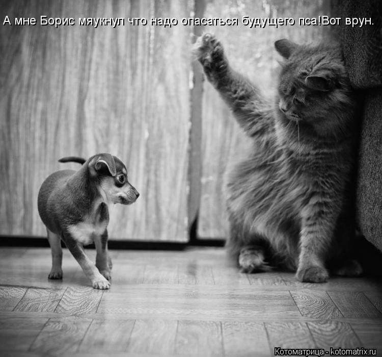 Котоматрица: А мне Борис мяукнул что надо опасаться будущего пса!Вот врун.