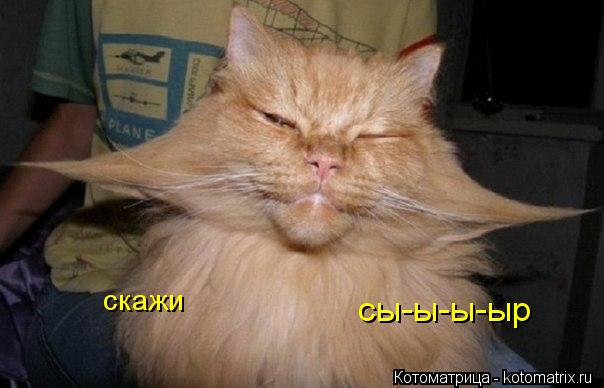 скажи сы-ы-ы-ыр... Котоматрица: скажи сы-ы-ы-ыр