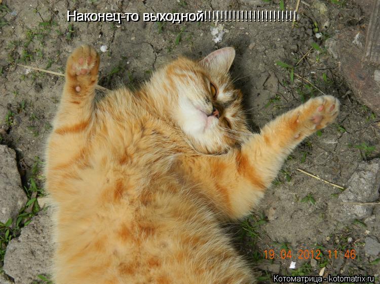 Котоматрица: Наконец-то выходной Наконец-то выходной  Наконец-то выходной!!!!!!!!!!!!!!!!!!!!!!!