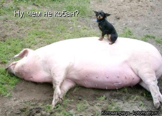 Котоматрица: Ну, чем не кобан?