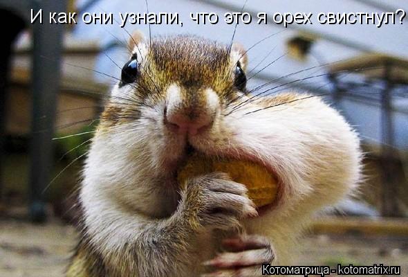 Котоматрица: И как они узнали, что это я орех свистнул?
